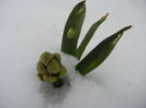 Hyacinthus in the Snow (2013, Mar.27)