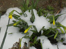 Daffodils in the Snow (2013, Mar.27)