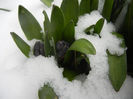 Blue Hyacinth in the Snow (2013, Mar.27)