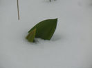 Tulip in the Snow (2013, March 27)