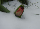 Frozen Tulip (2013, March 27)