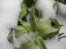 Tulipa Parrot in the Snow (2013, Mar.27)