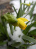 Yellow Daffodil (2013, March 27)