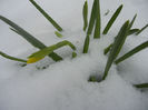 Daffodils in the Snow (2013, Mar.27)
