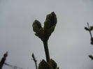 Lilac Buds_Syringa (2013, March 27)
