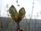 Lilac Buds_Syringa (2013, March 27)