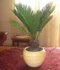 Cycas revoluta
