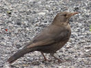 RSCN2572