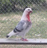 DSCF5433