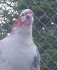 DSCF5448