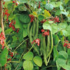 Fasole Phaseolus_coccineus.