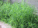 Salsola komarovii-Branca