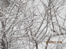 IMG_1478