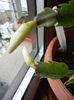 White Schlumbergera (2013, March 27)