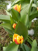 Tulipa Stresa (2013, March 28)