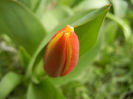 Tulipa Stresa (2013, March 28)