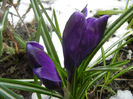 Crocus Negro Boy (2013, March 28)