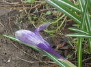 Crocus King of the Striped (2013, Mar.28)