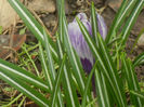 Crocus King of the Striped (2013, Mar.28)