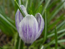 Crocus King of the Striped (2013, Mar.28)
