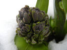 Hyacinth Isabelle (2013, March 28)