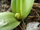 Tulip Bud_Lalea (2013, March 28)