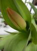Tulip Bud_Lalea (2013, March 28)
