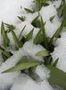 Tulips in the Snow (2013, March 28)