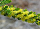Acacia acinacea