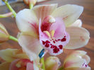 DSCN3585
