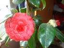 camelia