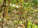 DSCN6046