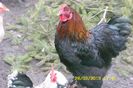 brahma