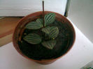 Picture 087 PEPEROMIA