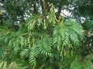 Acacia elata