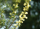 Acacia genistifolia