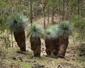 Xanthorrhoea australis