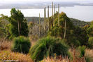 Xanthorrhoea fulva