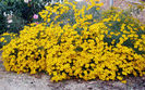 Tagetes-lemmonii-