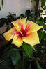 hibiscus Cuban Variety