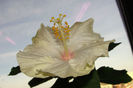 hibiscus Marie