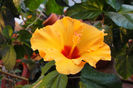 hibiscus Kim