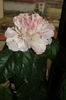hibiscus Enid Lewis