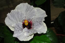 hibiscus Victorian Angel
