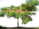 ALBIZIA JULIBRISSIN..2