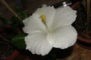 hibiscus Truly Fair