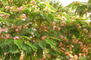 Albizia julibrissin.