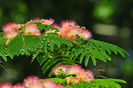 Floare-Poze-Albizia-julibrissin-Flori-frumoase-Poze-hh_Ni330072[1]