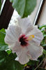 DSC09235