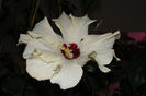 hibiscus alb involt